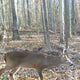 Deer Processing Workshop