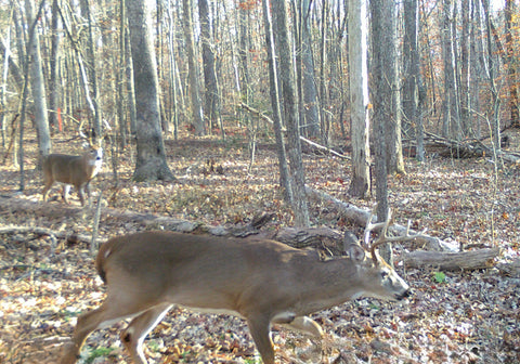Deer Processing Workshop