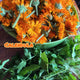 Get Gardening! Workshop Series