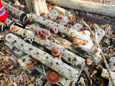 Mushroom Log Workshop