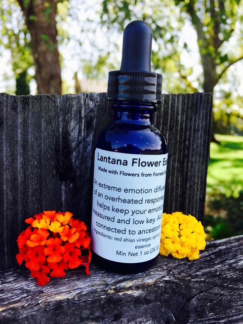 Lantana Flower Essence