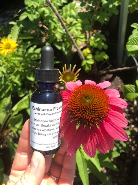 Echinacea Flower Essence