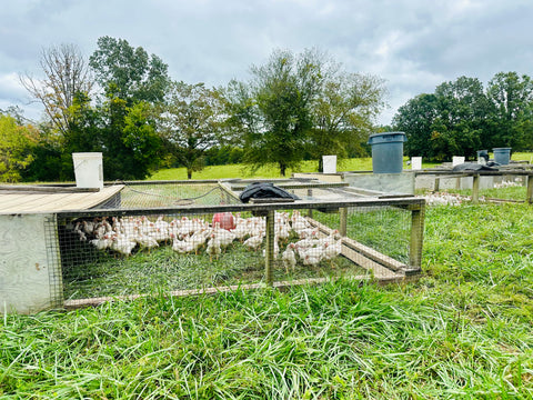 Chicken Processing Workshop