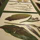 Herbarium Class (Past Whole Living Class Participants Only)