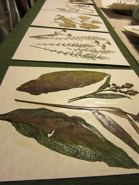 Herbarium Class (Past Whole Living Class Participants Only)