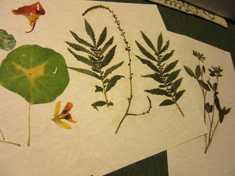 Herbarium Class (Past Whole Living Class Participants Only)