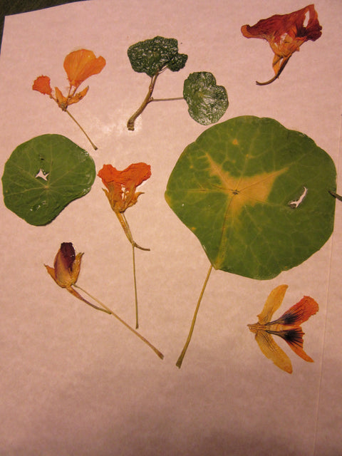 Herbarium Class (Past Whole Living Class Participants Only)