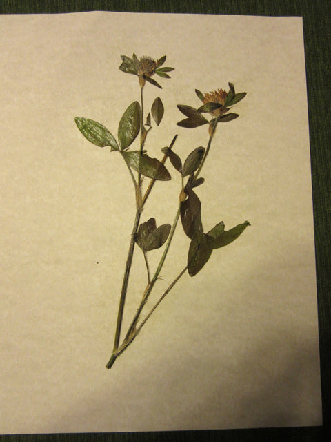 Herbarium Class (Past Whole Living Class Participants Only)