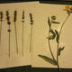 Herbarium Class (Past Whole Living Class Participants Only)