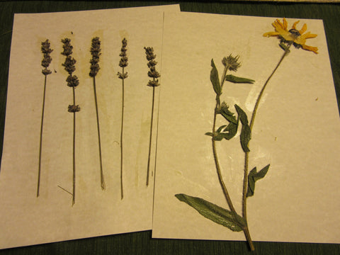 Herbarium Class (Past Whole Living Class Participants Only)