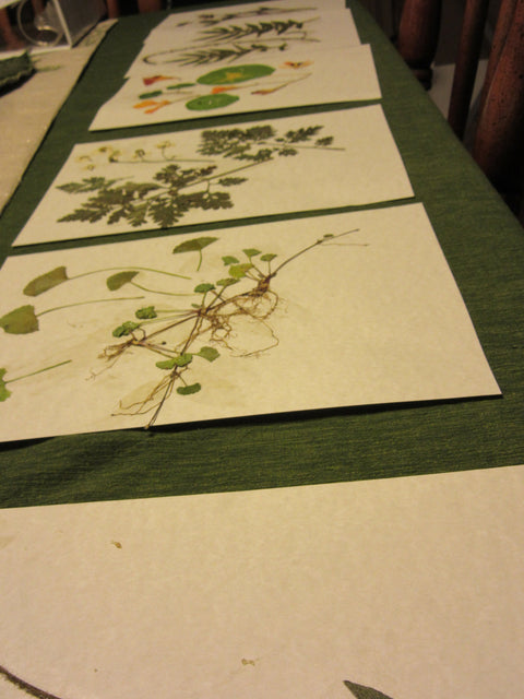 Herbarium Class (Past Whole Living Class Participants Only)