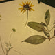 Herbarium Class (Past Whole Living Class Participants Only)