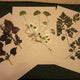 Herbarium Class (Past Whole Living Class Participants Only)