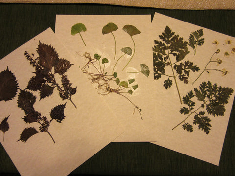 Herbarium Class (Past Whole Living Class Participants Only)