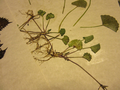 Herbarium Class (Past Whole Living Class Participants Only)