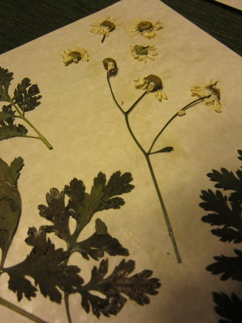 Herbarium Class (Past Whole Living Class Participants Only)