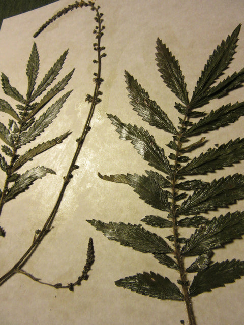 Herbarium Class (Past Whole Living Class Participants Only)