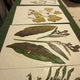 Herbarium Class (Past Whole Living Class Participants Only)