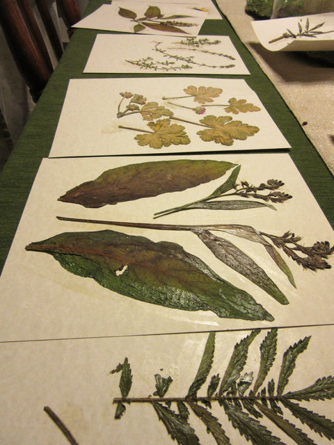 Herbarium Class (Past Whole Living Class Participants Only)