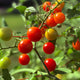 Get Gardening! Workshop Series