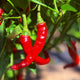Get Gardening! Workshop Series