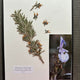 Flora in Focus: Educational Herbarium Experience