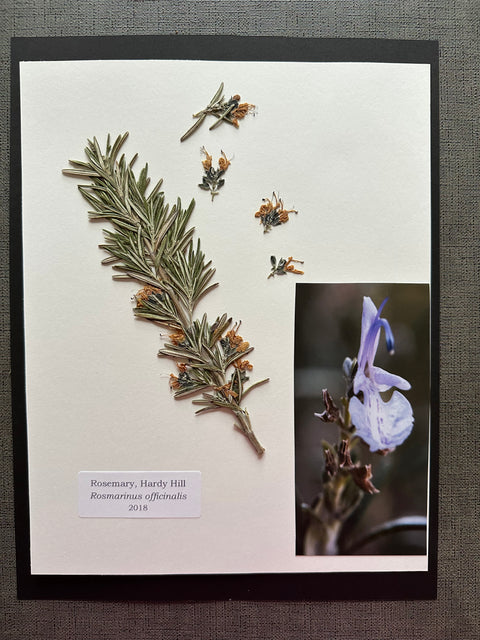 Flora in Focus: Educational Herbarium Experience