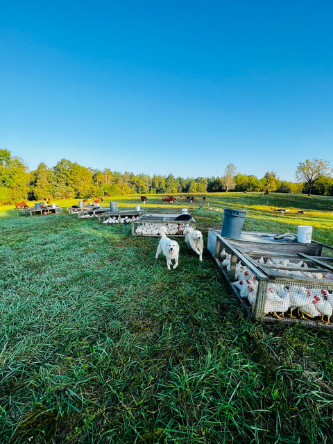 Chicken Processing Workshop