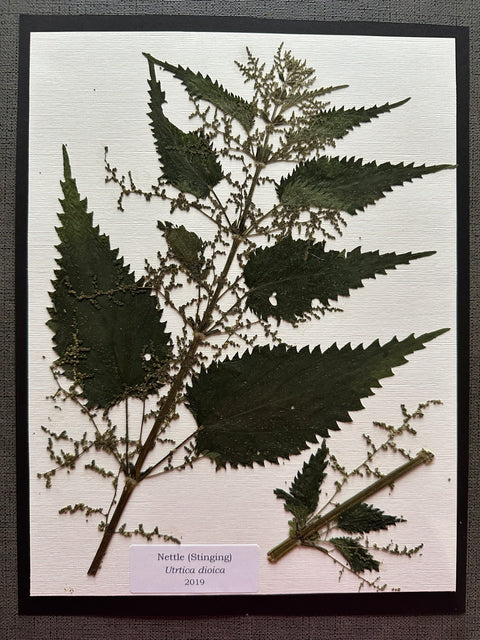 Flora in Focus: Educational Herbarium Experience