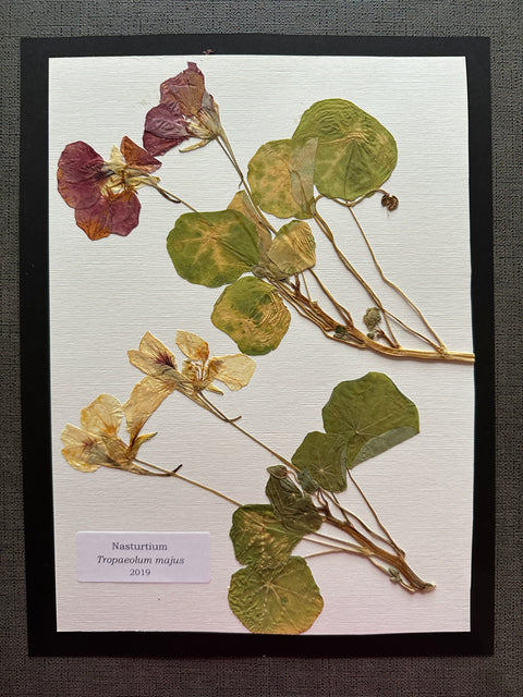 Flora in Focus: Educational Herbarium Experience