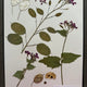 Flora in Focus: Educational Herbarium Experience