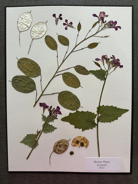Flora in Focus: Educational Herbarium Experience