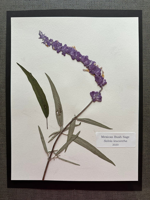 Flora in Focus: Educational Herbarium Experience