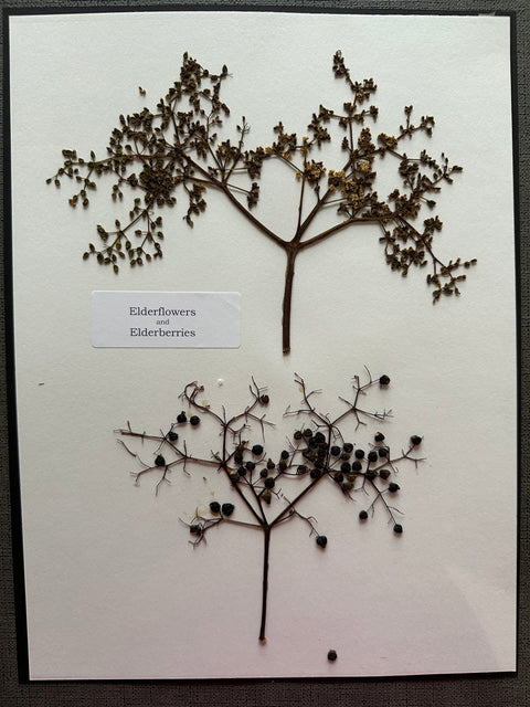 Flora in Focus: Educational Herbarium Experience