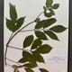 Flora in Focus: Educational Herbarium Experience