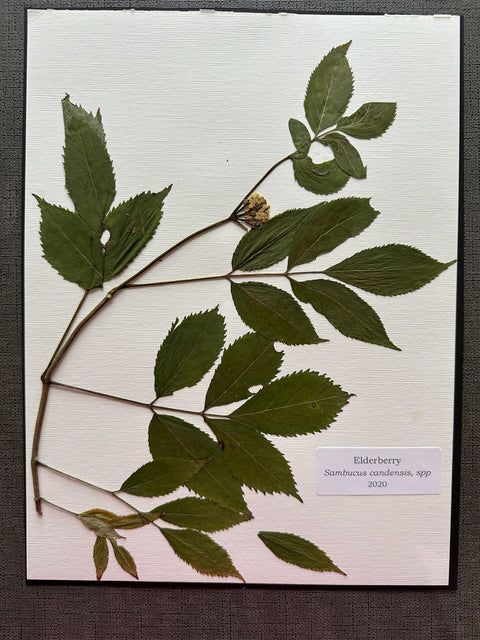 Flora in Focus: Educational Herbarium Experience