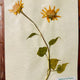 Flora in Focus: Educational Herbarium Experience