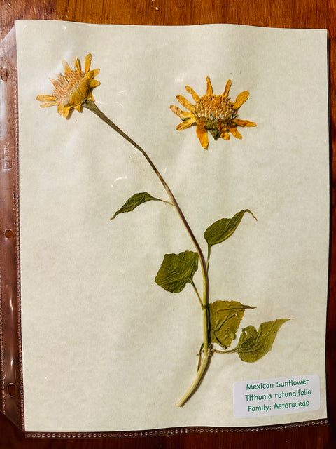 Flora in Focus: Educational Herbarium Experience