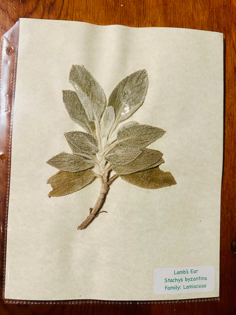 Flora in Focus: Educational Herbarium Experience