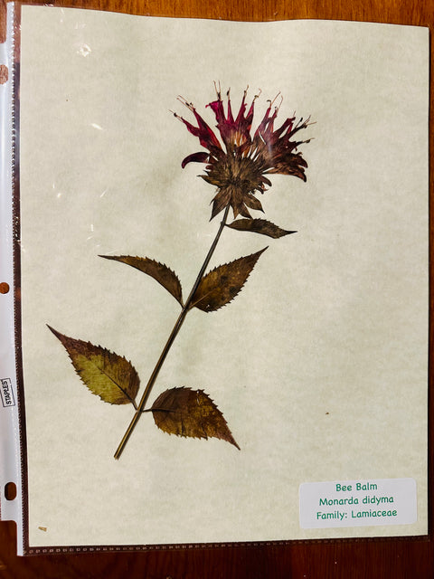 Flora in Focus: Educational Herbarium Experience