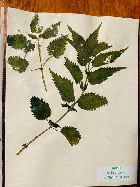Flora in Focus: Educational Herbarium Experience