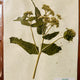 Flora in Focus: Educational Herbarium Experience