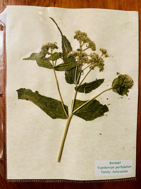 Flora in Focus: Educational Herbarium Experience