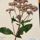 Herbarium Class (Past Whole Living Class Participants Only)