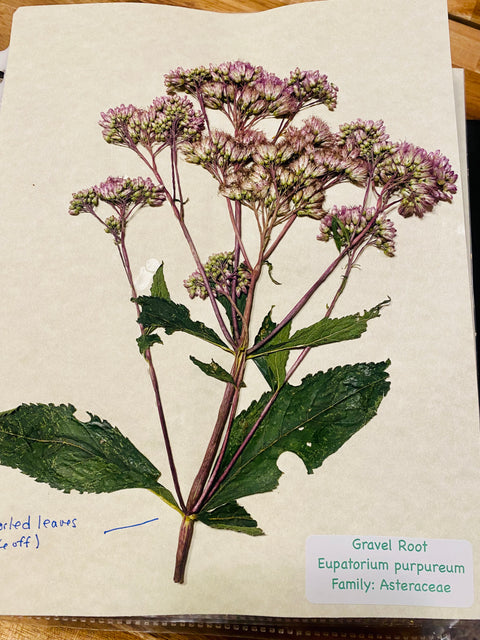 Herbarium Class (Past Whole Living Class Participants Only)