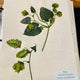 Herbarium Class (Past Whole Living Class Participants Only)