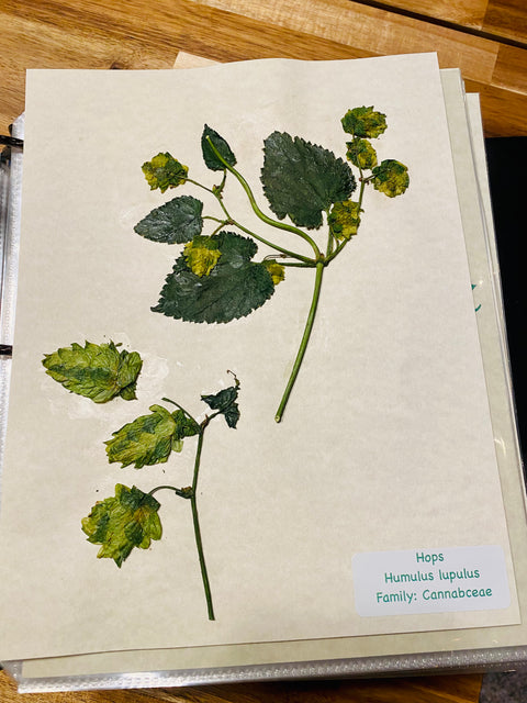 Herbarium Class (Past Whole Living Class Participants Only)