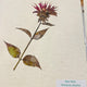 Herbarium Class (Past Whole Living Class Participants Only)