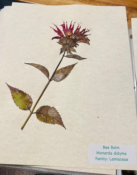 Herbarium Class (Past Whole Living Class Participants Only)