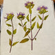 Herbarium Class (Past Whole Living Class Participants Only)